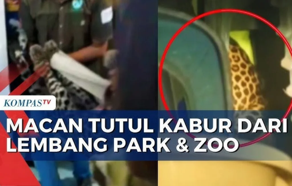 macan tutul kabur Lembang