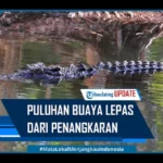 puluhan buaya lepas