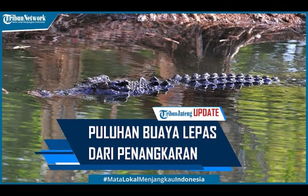 puluhan buaya lepas